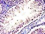 C21ORF13 Antibody in Immunohistochemistry (Paraffin) (IHC (P))