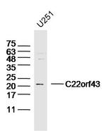 C22orf43 Antibody in Western Blot (WB)