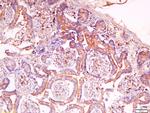 C2orf16 Antibody in Immunohistochemistry (Paraffin) (IHC (P))