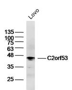 C2orf53 Antibody in Western Blot (WB)