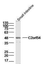 C2orf54 Antibody in Western Blot (WB)