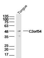 C2orf54 Antibody in Western Blot (WB)