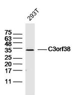 C3orf38 Antibody in Western Blot (WB)