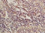 C4orf21 Antibody in Immunohistochemistry (Paraffin) (IHC (P))