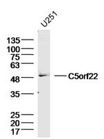 C5orf22 Antibody in Western Blot (WB)