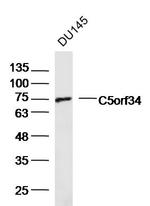 C5orf34 Antibody in Western Blot (WB)