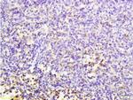 CD7 Antibody in Immunohistochemistry (Paraffin) (IHC (P))