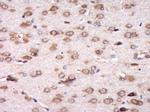 C6orf145 Antibody in Immunohistochemistry (Paraffin) (IHC (P))