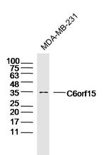 C6orf15 Antibody in Western Blot (WB)