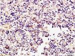 Phospho-ERK1 (Thr183, Tyr185) Antibody in Immunohistochemistry (Paraffin) (IHC (P))