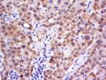 C6orf222 Antibody in Immunohistochemistry (Paraffin) (IHC (P))