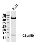C6orf50 Antibody in Western Blot (WB)