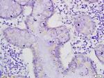mucin3/Muc3 Antibody in Immunohistochemistry (Paraffin) (IHC (P))