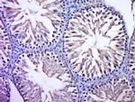C7orf57 Antibody in Immunohistochemistry (Paraffin) (IHC (P))