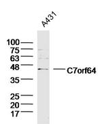 C7orf64 Antibody in Western Blot (WB)