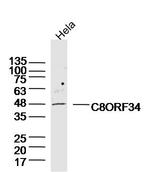 C8ORF34 Antibody in Western Blot (WB)
