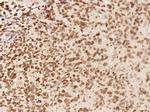 C8orf58 Antibody in Immunohistochemistry (Paraffin) (IHC (P))