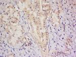 C8orf72 Antibody in Immunohistochemistry (Paraffin) (IHC (P))
