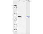 CD46/MCP Antibody in Western Blot (WB)