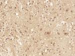 C8orf86 Antibody in Immunohistochemistry (Paraffin) (IHC (P))