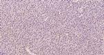 Complement component C9b Antibody in Immunohistochemistry (Paraffin) (IHC (P))
