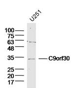 C9orf30 Antibody in Western Blot (WB)