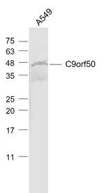 C9orf50 Antibody in Western Blot (WB)