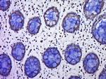C9orf96 Antibody in Immunohistochemistry (Paraffin) (IHC (P))