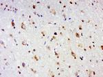 GPCR EX33 Antibody in Immunohistochemistry (Paraffin) (IHC (P))