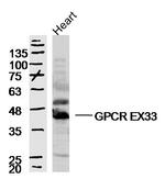 GPCR EX33 Antibody in Western Blot (WB)