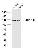 GPR113 Antibody in Western Blot (WB)