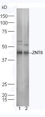 ZNT8 Antibody in Western Blot (WB)