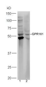 GPR161 Antibody in Western Blot (WB)