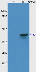 CD46/MCP Antibody in Western Blot (WB)