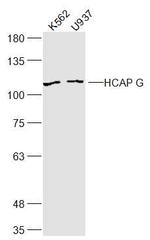 HCAP G Antibody in Western Blot (WB)