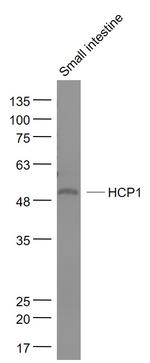 HCP1 Antibody in Western Blot (WB)