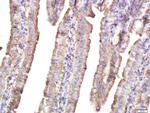 HEG1 Antibody in Immunohistochemistry (Paraffin) (IHC (P))