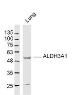 ALDH3A1 Antibody in Western Blot (WB)