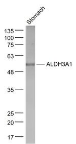ALDH3A1 Antibody in Western Blot (WB)