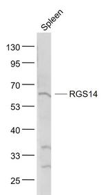 RGS14 Antibody in Western Blot (WB)