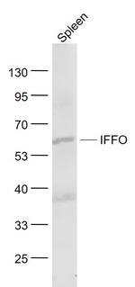 IFFO Antibody in Western Blot (WB)