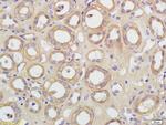 Aquaporin 5 Antibody in Immunohistochemistry (Paraffin) (IHC (P))