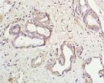 Aquaporin 5 Antibody in Immunohistochemistry (Paraffin) (IHC (P))