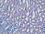Aquaporin 5 Antibody in Immunohistochemistry (Paraffin) (IHC (P))