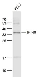 IFT46 Antibody in Western Blot (WB)