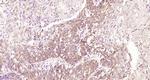 TEM8 Antibody in Immunohistochemistry (Paraffin) (IHC (P))