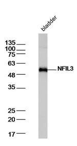 NFIL3 Antibody in Western Blot (WB)