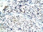 RAMP1 Antibody in Immunohistochemistry (Paraffin) (IHC (P))