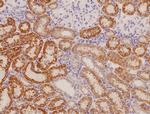 RAMP1 Antibody in Immunohistochemistry (Paraffin) (IHC (P))