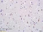 ENPP3/CD203c Antibody in Immunohistochemistry (Paraffin) (IHC (P))